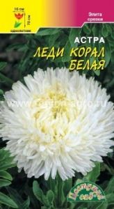 Астра Леди Корал Белая розовидная 0.1г Одн 70см (Цвет сад)