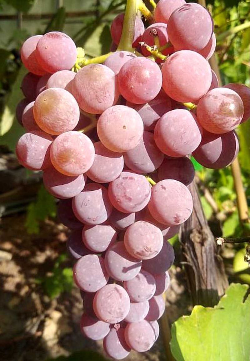 Эйнсет Сидлис - черенки винограда