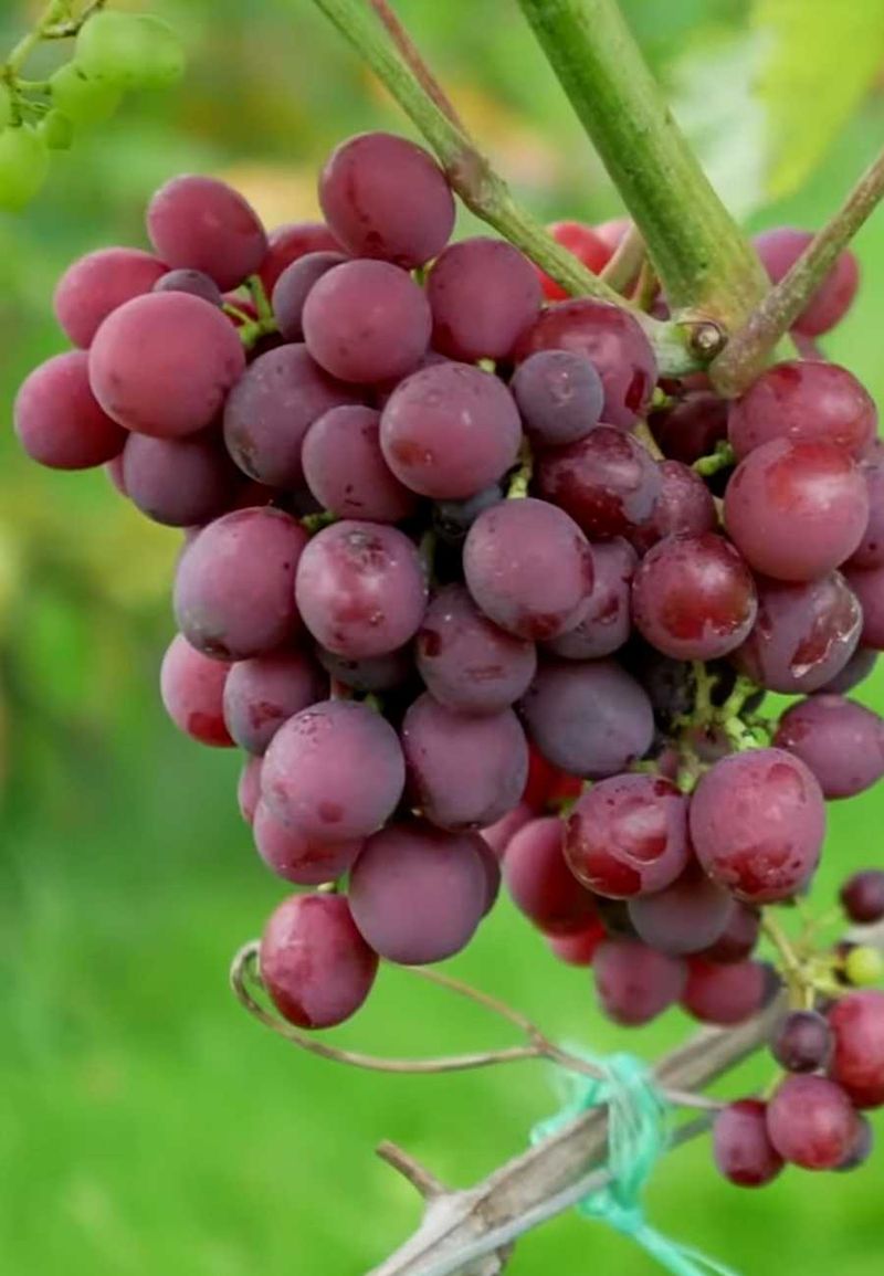 Мускат Новошахтинский - черенки винограда