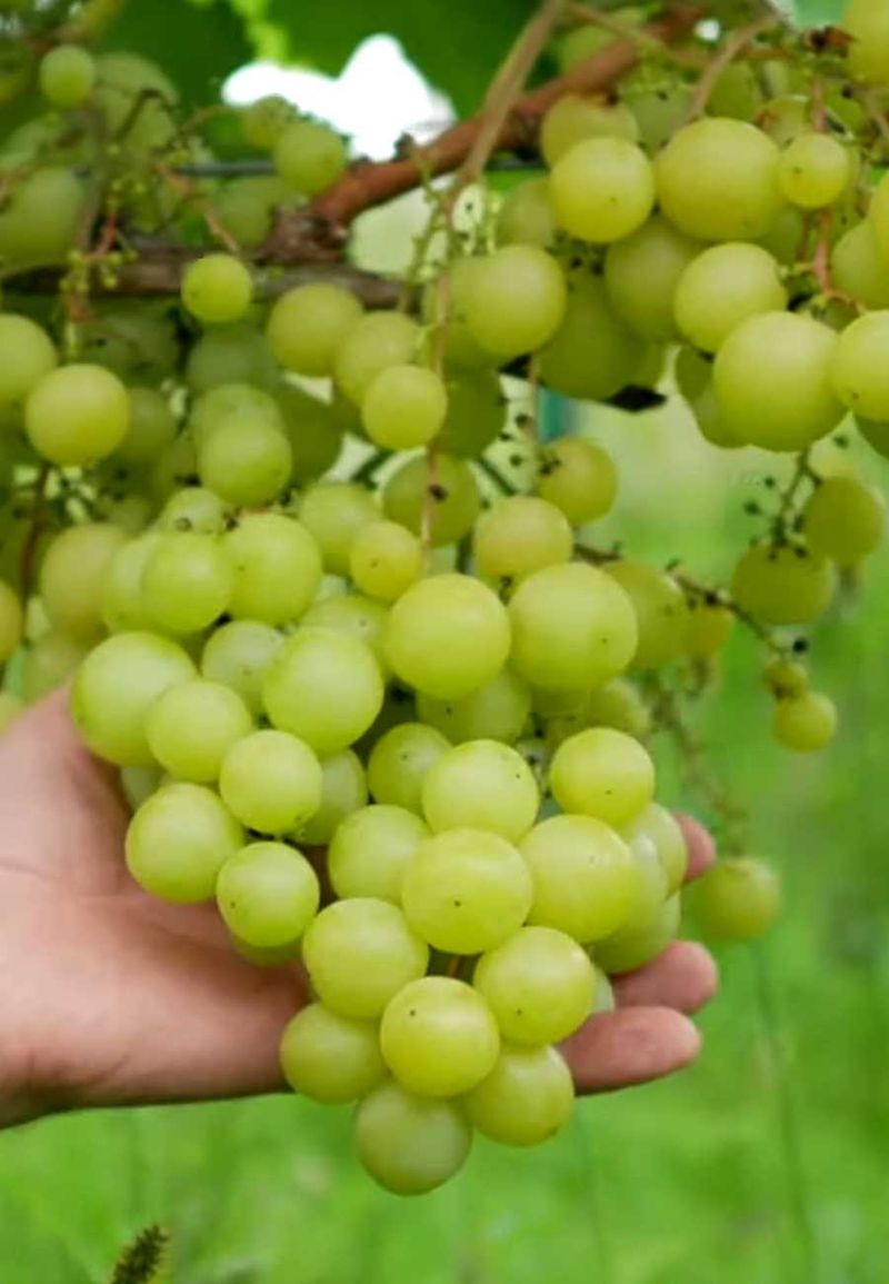 Юбилей Трофимова - черенки винограда