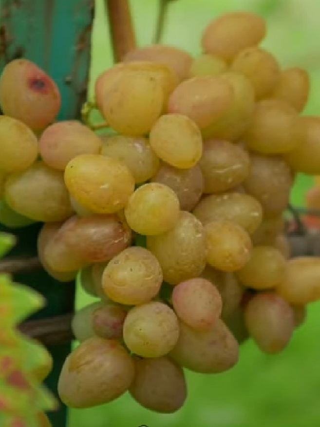 Аладдин - черенки винограда