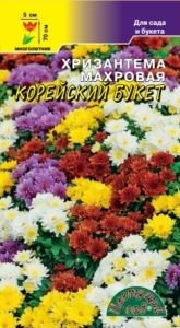 Хризантема Корейский букет махровая Мн 70см (Цвет сад)