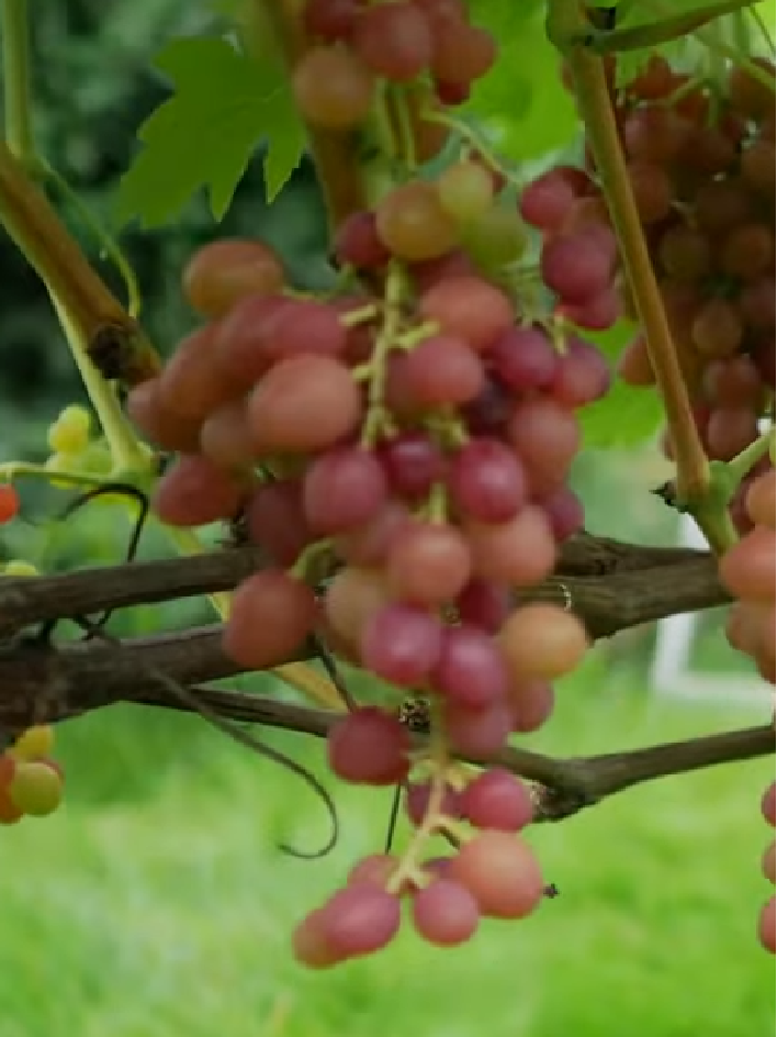 Блестящий черенки винограда