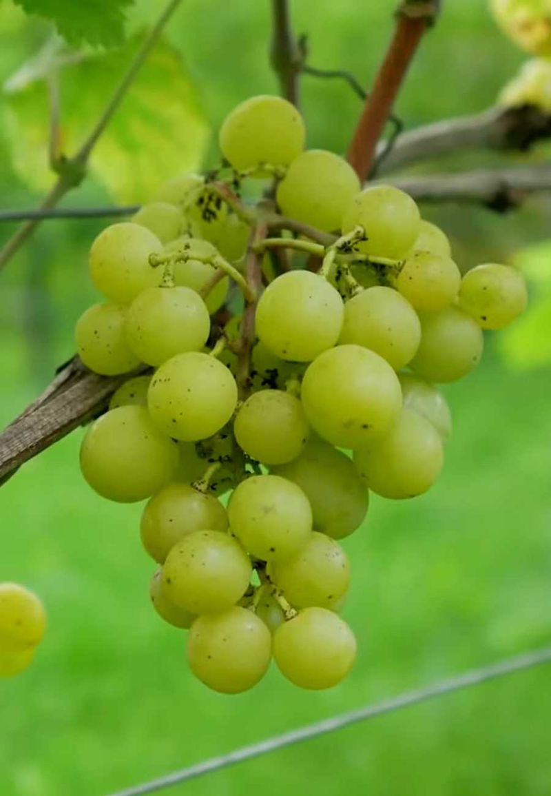 Колобок - черенки винограда