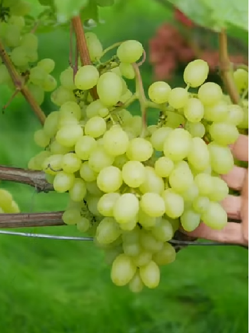 Продюссер - черенки винограда