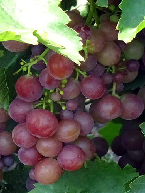 Розмус - черенки винограда