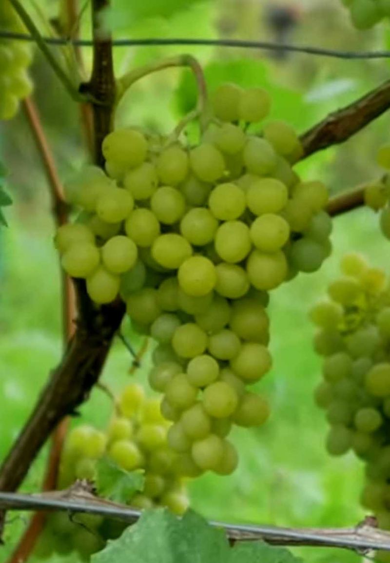 Солярис - черенки винограда