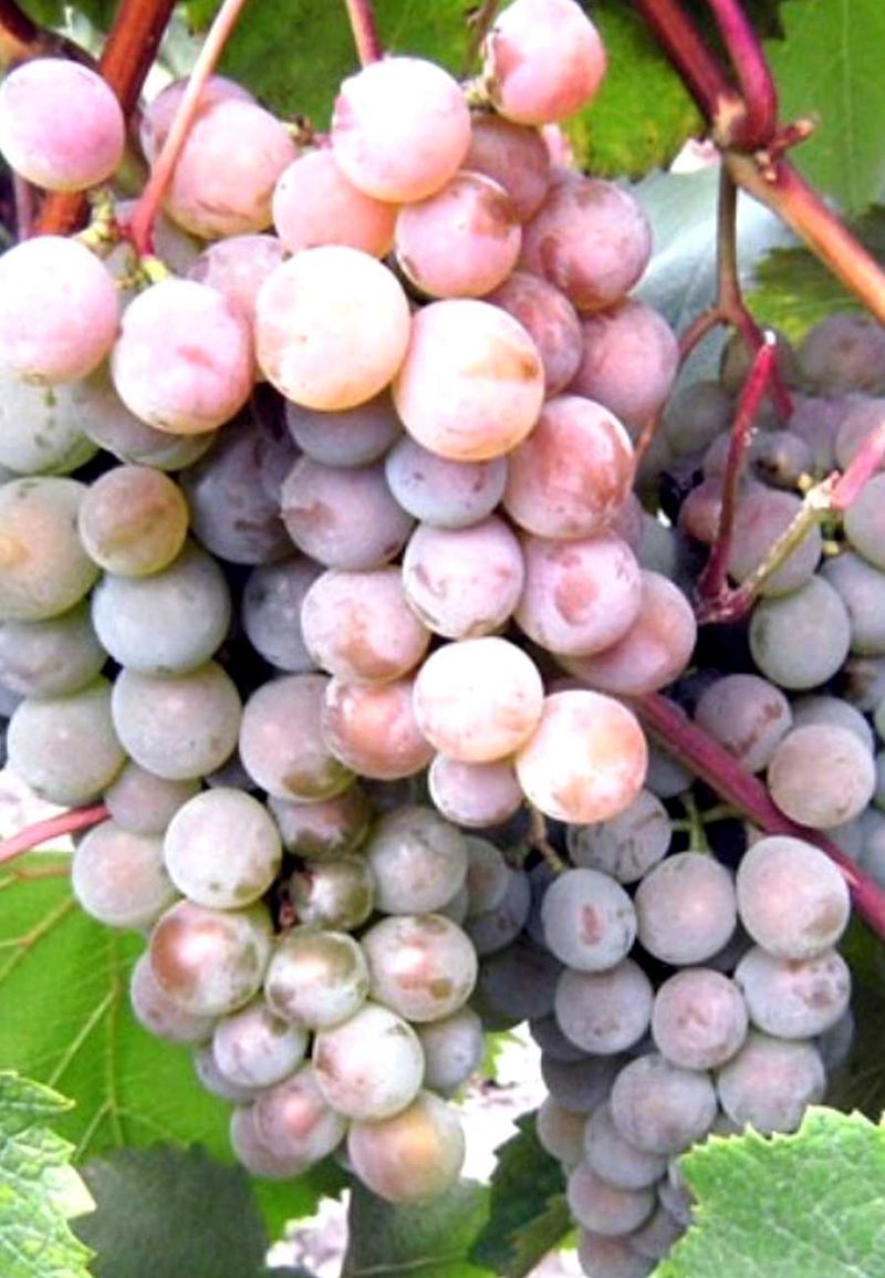 Жемчуг розовый - черенки винограда