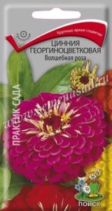 Цинния Волшебная роза георгиноцветковая 0,4г Одн 90см (Поиск)