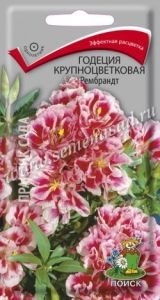 Годеция Рембрандт крупноцветковая 0,2г Одн 40см (Поиск)