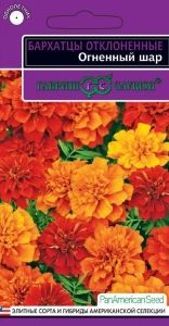 Бархатцы (Тагетес) откл. Огненный шар 5 шт 25-30см (Гавриш) Эксклюзив