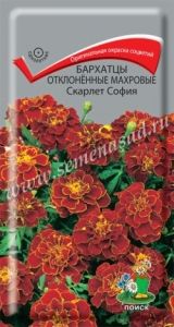 Бархатцы (Тагетес) откл. Скарлет София 0,4г 30см (Поиск)