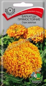 Бархатцы (Тагетес) пр. Спун золотые 0,1г 40см (Поиск)