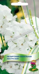 Пеларгония Люстра Вайт зональная 5шт Комн 35см (Поиск)