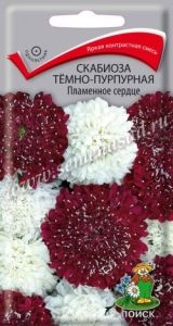 Скабиоза Пламенное сердце темно-пурпурная 10шт Одн 90см (Поиск)
