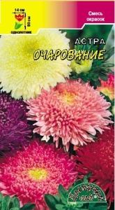 Астра Очарование принцесса 0.3г Одн смесь 90см (Цвет сад)