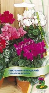 Цикламен Гигантская смесь персидский 2шт Комн 20см (Поиск)