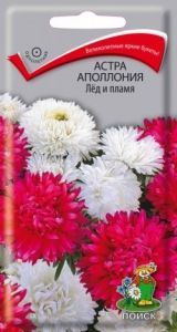Астра Аполлония Лед и пламя хризантемовидная 0,3г Одн 70см (Поиск)