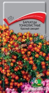 Бархатцы (Тагетес) тонк. Красный самоцвет 0,1г 25-30см (Поиск)