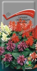 Сальвия Дварф микс сверкающая 0,1г Одн 25см (Поиск)
