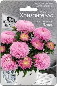 Астра Хризантелла Элвис хризантемовидная 40шт Одн 80см (Биотехника)