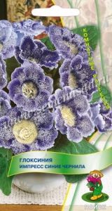 Глоксиния Импресс Синие чернила 5шт Комн (Поиск)