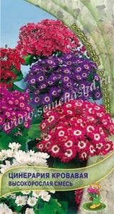 Цинерария Высокорослая смесь кровавая 0,01г Комн 40см (Поиск)