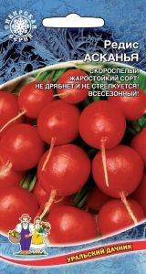Редис Асканья 2г Ранн (УД)