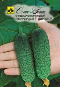 Огурец Директор F1 10шт Парт Ранн (Семко)