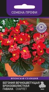 Бегония Гавана Скарлет вечноцветущая бронзоволистная 20шт Одн 25см (Поиск) Семена Профи