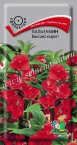 Бальзамин Том Самб Скарлет 0,1г Одн 40см (Поиск)