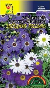 Брахикома Звездная россыпь иберисолистная Одн смесь 25см (Цвет сад)
