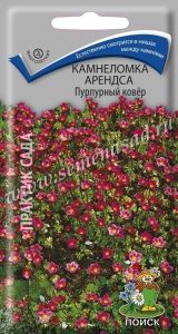 Камнеломка Арендса Пурпурный ковер 0,01г Мн 15см (Поиск)