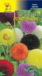 Георгина Помпонная 0.2г Одн смесь 60см (Цвет сад)