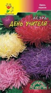 Астра День Учителя хризантемовидная 0,3г Одн смесь 70см (Цвет сад)