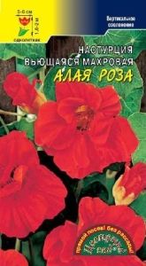 Настурция Алая роза вьющаяся махровая Одн 200см (Цвет сад)