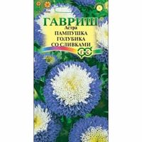 Астра Пампушка Голубика со сливками помпонная 0,3г Одн 50см (Гавриш)