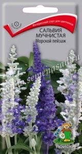 Сальвия Морской пейзаж мучнистая 10шт Одн 50см (Поиск)