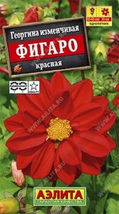 Георгина Фигаро Красная изменчивая 7шт Одн 45см (Аэлита)