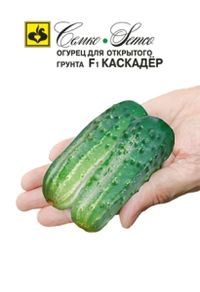 Огурец Каскадер F1 корнишон 1г Пч Ранн (Семко)