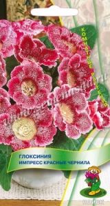 Глоксиния Импресс Красные чернила 5шт Комн (Поиск)
