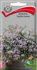 Бакопа Голубая лавина ампельная 5шт Одн (Поиск)