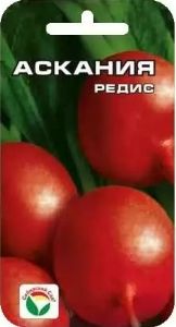 Редис Аскания 2г Ранн (Сиб сад)