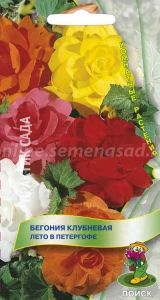 Бегония Лето в Петергофе клубневая 15шт Комн смесь 35см (Поиск)