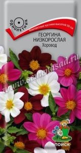 Георгина Хоровод низкорослая 10шт Одн смесь 40см (Поиск)