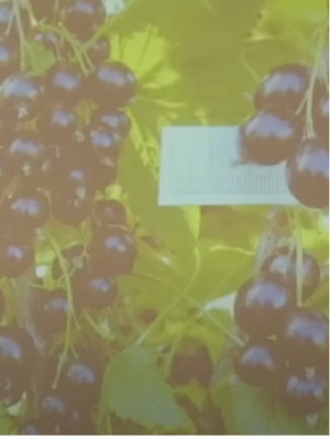 Кудесник - черная смородина ЗКС