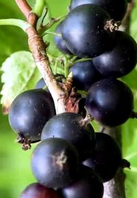 Лентяй - черная смородина саженцы ОКС