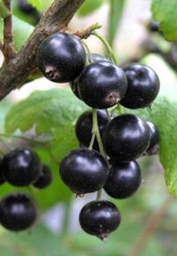 Миф - черная смородина саженцы ОКС