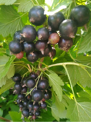 Подарок Астахова - смородина черная саженцы ЗКС