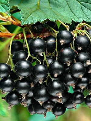 Селеченская 2 - чесрная смородина саженцы ЗКС